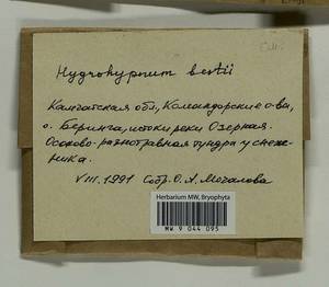 Hygrohypnella bestii (Renauld & Bryhn) Ignatov & Ignatova, Гербарий мохообразных, Мхи - Чукотка и Камчатка (B21) (Россия)