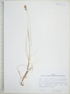 Anthoxanthum nitens (Weber) Y.Schouten & Veldkamp, Сибирь, Дальний Восток (S6) (Россия)