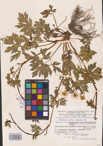 Лютик ползучий L., Восточная Европа, Центральный район (E4) (Россия)