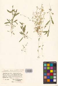 Пастушья сумка обыкновенная (L.) Medik., Восточная Европа, Восточный район (E10) (Россия)