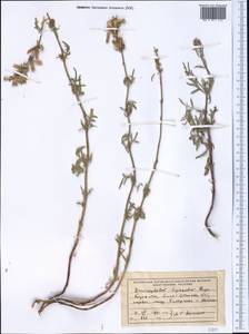 Змееголовник дваждыперистый Rupr., Средняя Азия и Казахстан, Северный и Центральный Тянь-Шань (M4) (Казахстан)