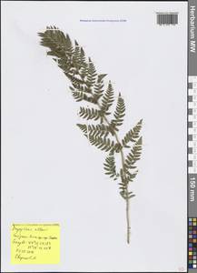 Dryopteris villarii (Bellardi) Woyn. ex Schinz & Thell., Крым (KRYM) (Россия)