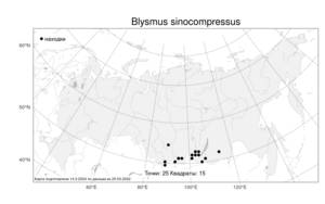 Blysmus sinocompressus, Поточник китайскосжатый Tang & F.T.Wang, Атлас флоры России (FLORUS) (Россия)