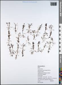 Drosera indica L., Зарубежная Азия (ASIA) (Индия)