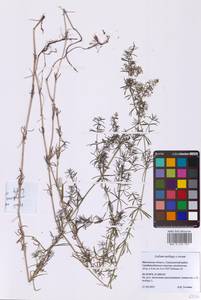 Подмаренник мягкий L., Восточная Европа, Московская область и Москва (E4a) (Россия)