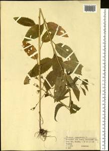 Крестовник дубравный L., Сибирь, Западный (Казахстанский) Алтай (S2a) (Казахстан)