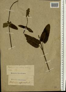 Betonica officinalis subsp. officinalis, Восточная Европа, Центральный лесостепной район (E6) (Россия)