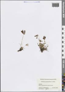 Клевер многолистный C.A.Mey., Кавказ, Краснодарский край и Адыгея (K1a) (Россия)