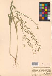 Рыжик мелкоплодный Andrz. ex DC., Восточная Европа, Южно-Украинский район (E12) (Украина)