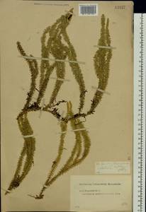 Spinulum annotinum subsp. annotinum, Восточная Европа, Центральный лесной район (E5) (Россия)