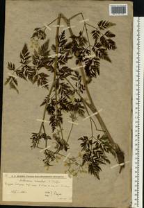 Купырь лесной (L.) Hoffm., Восточная Европа, Нижневолжский район (E9) (Россия)