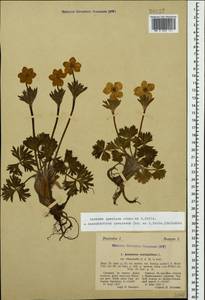 Anemonastrum narcissiflorum subsp. chrysanthum (Ulbr.) Raus, Кавказ, Южная Осетия (K4b) (Южная Осетия)