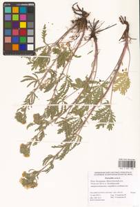 Лапчатка прямая L., Восточная Европа, Нижневолжский район (E9) (Россия)