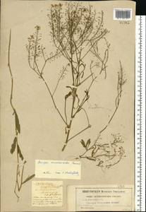 Rorippa × armoracioides (Tausch) Fuss, Восточная Европа, Московская область и Москва (E4a) (Россия)