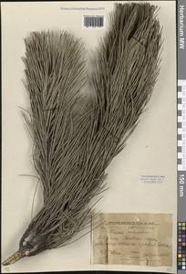 Сосна Палласова (Lamb.) Holmboe, Восточная Европа, Южно-Украинский район (E12) (Украина)