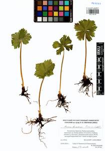 Anemonastrum baicalense (Turcz.) Mosyakin, Сибирь, Прибайкалье и Забайкалье (S4) (Россия)