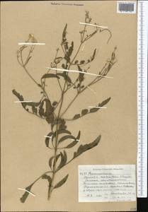 Clematis asplenifolia Schrenk ex Fisch. & C. A. Mey., Средняя Азия и Казахстан, Западный Тянь-Шань и Каратау (M3) (Киргизия)