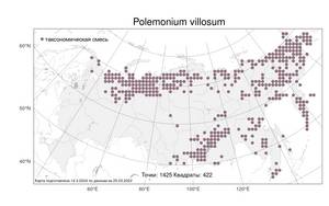 Polemonium villosum, Синюха мохнатая Rudolph ex Georgi, Атлас флоры России (FLORUS) (Россия)