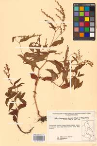 Кенигия аянская (Regel & Tiling) J.H.Xue, Chepinoga & K.P.Ma, Сибирь, Дальний Восток (S6) (Россия)