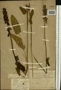 Betonica officinalis subsp. officinalis, Восточная Европа, Средневолжский район (E8) (Россия)