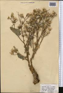 Lactuca crassicaulis (Beauverd), Средняя Азия и Казахстан, Северный и Центральный Тянь-Шань (M4) (Киргизия)