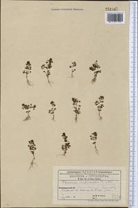 Вероника короткощетинковая Boiss. & A. Huet, Средняя Азия и Казахстан, Западный Тянь-Шань и Каратау (M3) (Киргизия)