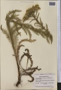 Achillea millefolium var. borealis (Bong.) Farw., Америка (AMER) (США)