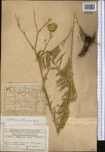Rhaponticoides ruthenica (Lam.) M.V.Agab. & Greuter, Средняя Азия и Казахстан, Западный Тянь-Шань и Каратау (M3) (Казахстан)
