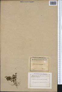 Selaginella denticulata (L.) Spring, Западная Европа (EUR) (Франция)