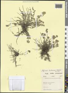 Odontarrhena tortuosa subsp. tortuosa, Кавказ, Дагестан (K2) (Россия)