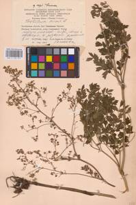 Bасилисник малый L., Восточная Европа, Восточный район (E10) (Россия)