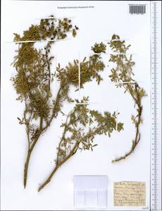 Ruta chalepensis L., Африка (AFR) (Эфиопия)