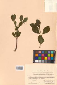 Бересклет сахалинский (F.Schmidt) Maxim., Сибирь, Дальний Восток (S6) (Россия)