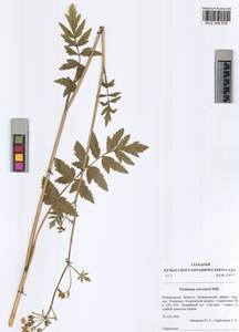 Pastinaca sativa var. sylvestris (Mill.) DC., Сибирь, Алтай и Саяны (S2) (Россия)