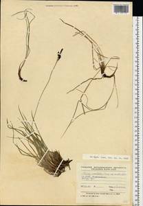 Carex bigelowii subsp. ensifolia (Turcz. ex Gorodkov) Holub, Сибирь, Западная Сибирь (S1) (Россия)