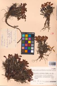 Мытник охотский A.P.Khokhr., Сибирь, Чукотка и Камчатка (S7) (Россия)