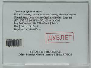 Dicranum spurium Hedw., Гербарий мохообразных, Мхи - Америка (BAm) (США)