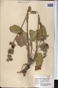 Phlomoides cordifolia (Regel) Adylov, Kamelin & Makhm., Средняя Азия и Казахстан, Памир и Памиро-Алай (M2) (Киргизия)