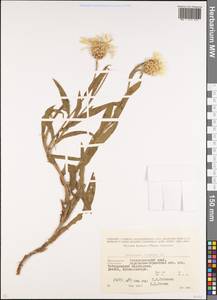 Centaurea cheiranthifolia subsp. cheiranthifolia, Кавказ, Ставропольский край, Карачаево-Черкесия, Кабардино-Балкария (K1b) (Россия)