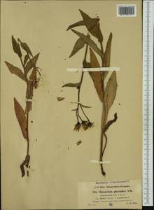 Hieracium picroides subsp. lutescens (Zahn) Greuter, Западная Европа (EUR) (Италия)