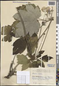 Eriocapitella vitifolia (Buch.-Ham. ex DC.) Nakai, Зарубежная Азия (ASIA) (КНР)