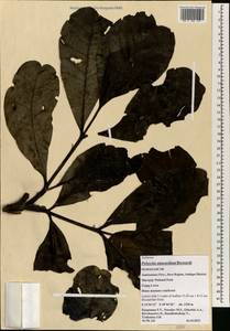 Polyscias anacardium Bernardi, Африка (AFR) (Мадагаскар)