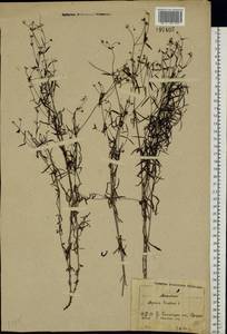 Cynanchica tinctoria (L.) Fourr., Восточная Европа, Московская область и Москва (E4a) (Россия)