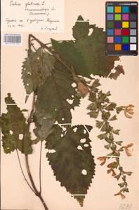 MHA 0 156 144, Шалфей железистый, Шалфей клейкий L., Восточная Европа, Западно-Украинский район (E13) (Украина)