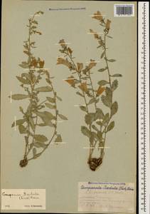 Campanula coriacea P.H.Davis, Кавказ, Армения (K5) (Армения)