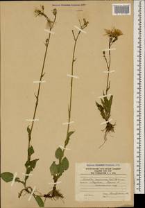 Lactuca racemosa Willd., Кавказ, Южная Осетия (K4b) (Южная Осетия)