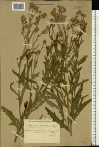 Бодяк полевой, Розовый осот (L.) Scop., Восточная Европа, Нижневолжский район (E9) (Россия)