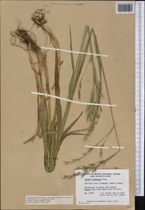 Bromus sitchensis Trin., Америка (AMER) (Канада)