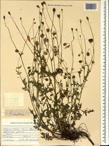 Papaver armeniacum subsp. armeniacum, Кавказ, Северная Осетия, Ингушетия и Чечня (K1c) (Россия)