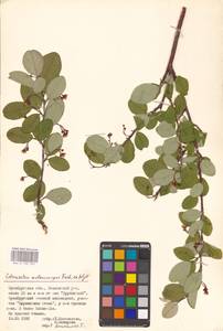 Кизильник рыхлоцветковый (J.Jacq.) Lindl., Восточная Европа, Восточный район (E10) (Россия)